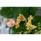 Mother Nature 10.6 Gram Gold Nugget 104ANUGGET 104ANUGGET