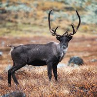 Wild Reindeer Population Is Making a Comeback, Thanks to Diamond Mining Giant